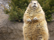 The largest nutria cute picture wallpaper