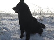 Pictures of Jizhong black bear dogs resting in the snow