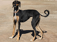 Pictures of tall and elegant greyhound dogs