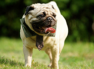 Boutique pug sticking out tongue picture wallpaper
