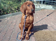 Friendly and gentle British Bloodhound pictures