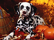 Pictures of Dalmatian dogs with innocent eyes