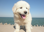 Fluffy Dog Great Pyrenees Puppies Pictures