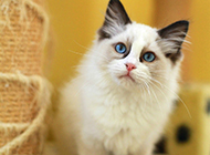 2016 Cute Ragdoll Cat Picture Collection