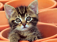 Cute pet cat teacup cat picture gallery