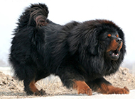 Pictures of domineering posture of lion Tibetan mastiff dogs