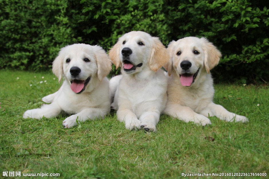 HD pictures of three golden retriever puppies