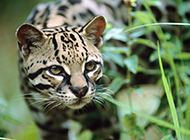 A complete collection of pictures of purebred leopard cats and carnivorous animals