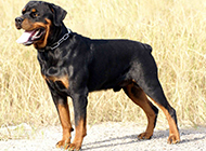 Pictures of strong and fierce little Rottweiler dogs