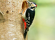 Flower-bellied Woodpecker Picture Wallpaper Selection