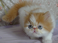 Appreciation of real pictures of cute Persian cats