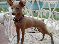 Miniature fawn dog cute and elegant posture picture