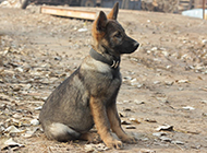 Pictures of obedient East German Shepherd puppies