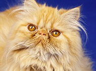 Beautiful pictures of Persian cats with noble temperament