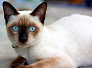 A collection of pictures of the world-famous Siamese cat