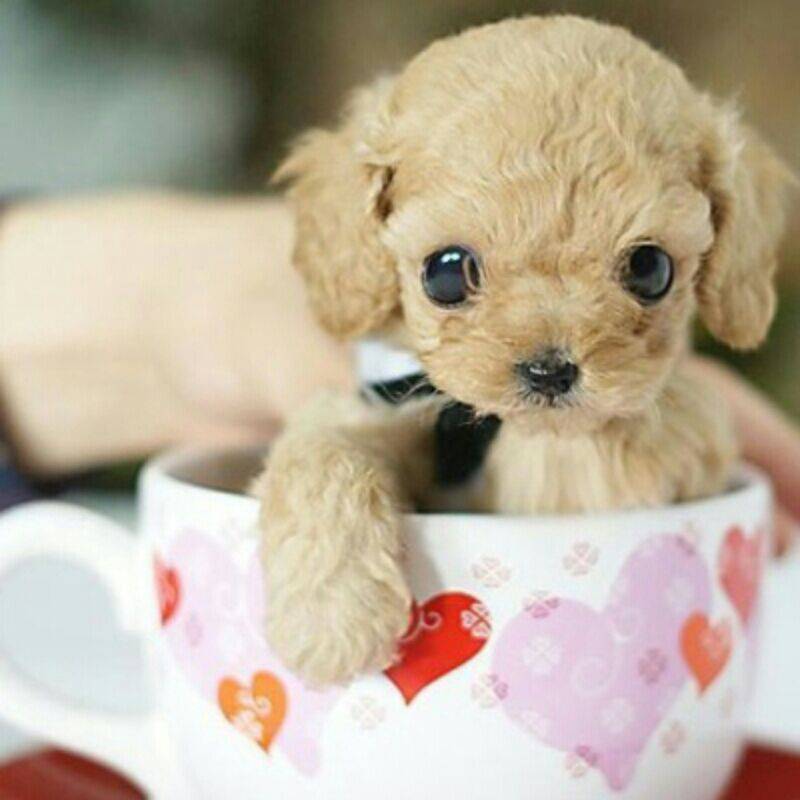 Cute Pet Dog Teacup Dog Pictures