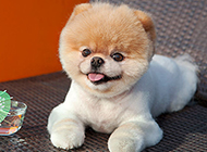 Appreciation of pictures of Japan's Shunsuke dog being cute