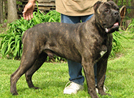 Appreciation of pictures of the largest black Cane Corso dog