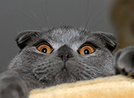 All black Scottish fold cat funny expression picture