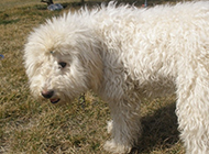 Shy and cute pictures of little Komondor dogs