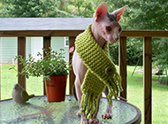 Fashionable and cute pictures of Sphynx cats