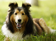 Reliable and faithful Shetland Sheepdog pictures