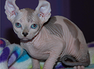 Pictures of docile and quiet Sphynx cats
