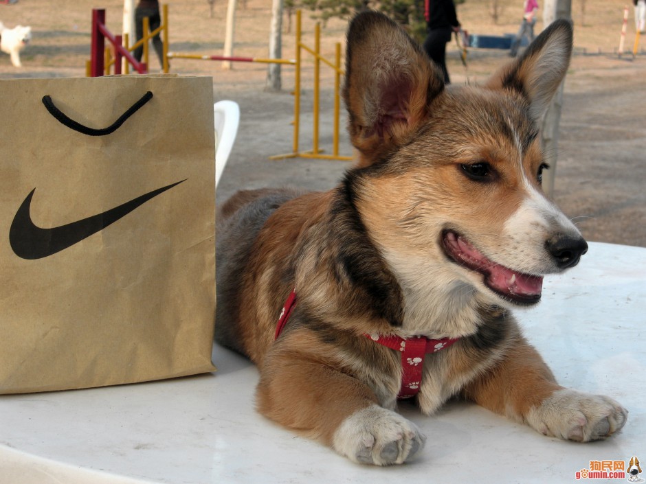 Close-up picture of cute Welsh Corgi dog