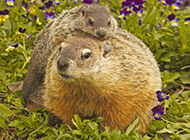 Cute groundhog mother and son loving pictures