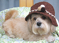 A collection of pictures of docile dog Shih Tzu