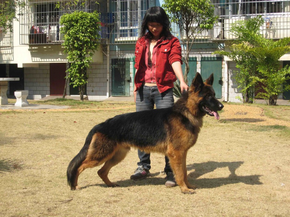 Pictures of adult tall and strong shepherd dogs