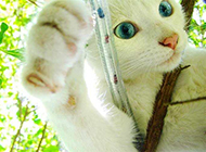 Blue eyes white cat agile picture wallpaper