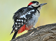 Cute and clever little woodpecker pictures