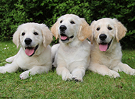 HD pictures of three golden retriever puppies