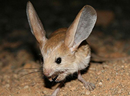 Naughty and cute long-eared jerboa pictures