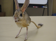 Pictures of exquisite and small flower-tailed jerboa