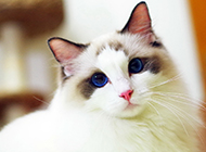 A collection of beautiful ragdoll cat pictures and wallpapers