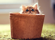 Pictures of popular pet teacup cats are so cute