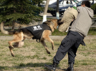 Police dog flying training pictures show domineering power
