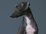 Italian Greyhound Dog Cute Pictures with Smart Eyes