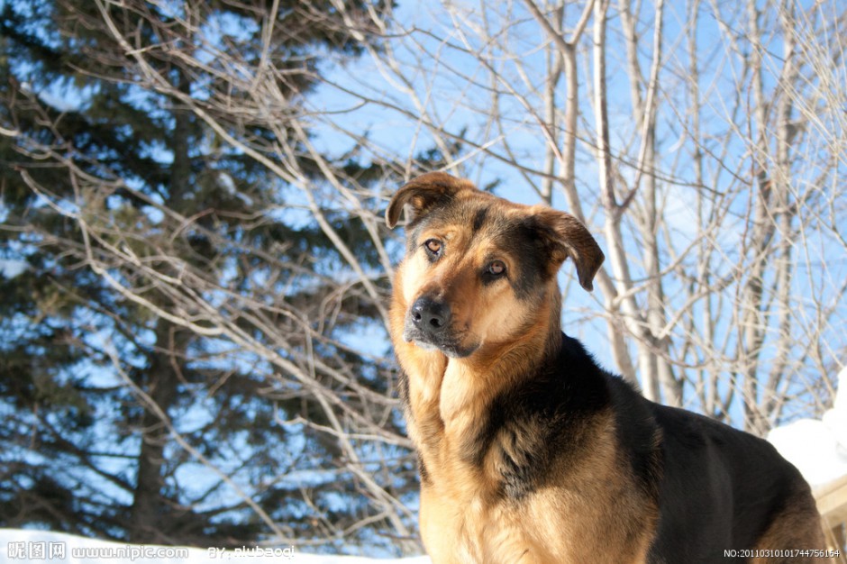 German black-backed wolfdog pictures are cute and cute