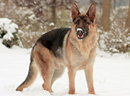 The most pure handsome German Shepherd pictures