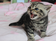 Pictures of American shorthair cats crying for food when they were young