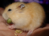 Pictures of greedy little pudding hamster