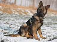 Picture of East German Shepherd puppy with alert expression