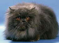 A complete collection of pictures of smart black Persian cats