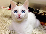 The most beautiful and cute pictures of white cats with blue eyes