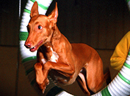 Picture of miniature Pharaoh hound acrobatic performance