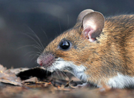 A collection of pictures of clever and vigilant field mice