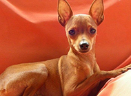 Pictures of docile and charming fawn dogs